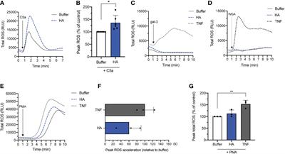 Hyaluronan promotes intracellular ROS production and apoptosis in TNFα-stimulated neutrophils